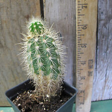 Pachycereus pringlei - cute! for sale  Shipping to South Africa