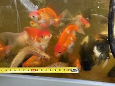 Goldfish fancy goldfish for sale  LIVERPOOL