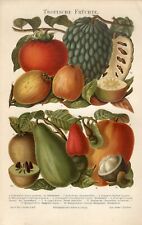 Impresión cromolitográfica antigua de frutas tropicales exóticas de 1895 segunda mano  Embacar hacia Mexico