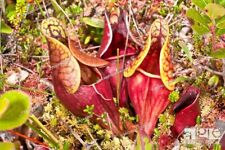 Purple pitcher plant for sale  Shipping to Ireland