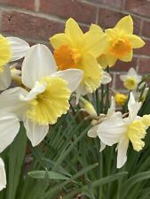 Sack mixed daffodil for sale  CAMBRIDGE