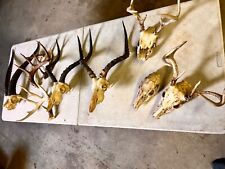 Real animal skulls for sale  Chicago