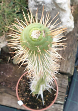 Eulycnia castanea spiralis usato  Lambrugo