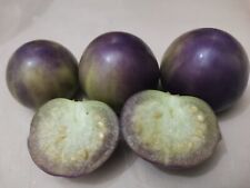 Tomatillo purple physalis d'occasion  Châteauroux