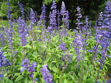 Chía - Salvia Mexicana - Salvia Hispana - Más de 100 Semillas - Semillas Am 033 segunda mano  Embacar hacia Argentina