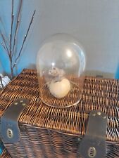 Glass dome display for sale  ABERDEEN