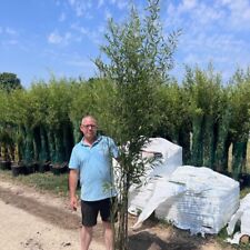 Black bamboo plants for sale  BROADWAY