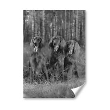 Irish setter family for sale  SELBY