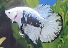 Male samurai hmpk for sale  COVENTRY