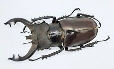 Lucanus fryi, A1, 65mm, Yunnan, #LL82 for sale  Shipping to South Africa
