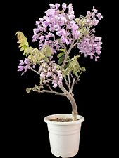 Wisteria floribunda bonsai for sale  YORK