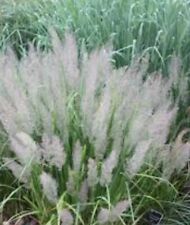 Korean feather reed for sale  SALE