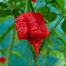 Carolina reaper chilli for sale  EXETER