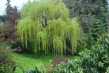 Memorial weeping willow for sale  Russell
