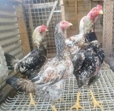 Rare chicken breed for sale  NEWPORT