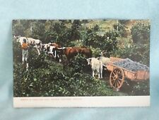 Postcard vintage australia for sale  BODMIN