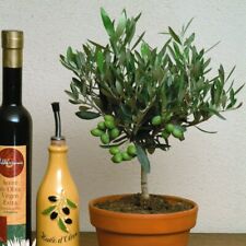 Self fertile olive for sale  IPSWICH