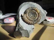 Echioceras ammonite jurassic for sale  Shipping to Ireland