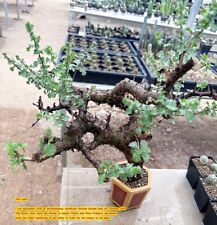 Commiphora gowllelo beautiful for sale  Shipping to Ireland