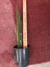 Horsetail reeds count for sale  Tampa