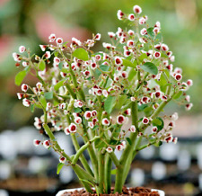 Euphorbia guiengola succulent for sale  Miami