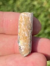 South dakota fossil for sale  Coppell