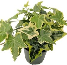 Hedera helix english for sale  Wadsworth