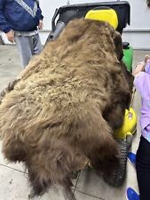 Tanned bison buffalo for sale  Nine Mile Falls
