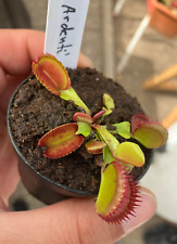 Dionaea muscipula carboni gebraucht kaufen  Langendreer