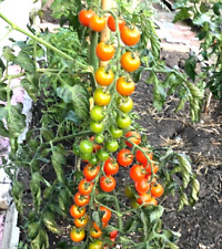 Aromatico tomato seeds for sale  LONDON