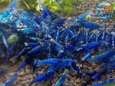 Blue dream freshwater for sale  Richmond