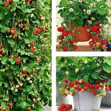 Rośliny truskawkowe Selva Wisząca truskawka, Zawsze nośne truskawki, 10 roślin FRIGO, używany na sprzedaż  PL