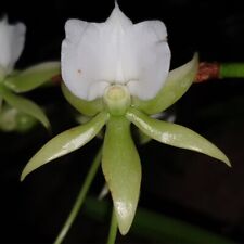Orchidee angreacum eburneum d'occasion  Bischoffsheim