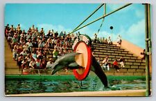 Postcard flippy porpoise for sale  Old Orchard Beach