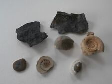 Lot collection fossils for sale  BARNSTAPLE