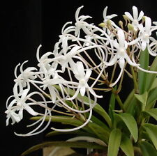 Orchid Vanda (Neofinetia) falcata Cal#4 x Neofinetia 'White Flamingo' FS for sale  Shipping to South Africa