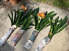 Clivia bush lily for sale  Annandale
