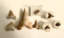 Fossil shark tooth for sale  SAWBRIDGEWORTH
