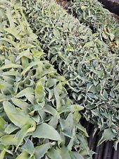 100 octupus agave for sale  Altadena