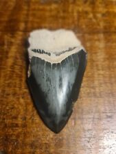 Petrified Megalodon Tooth Shark Tooth USA Bone Valley Jet Black for sale  Shipping to South Africa