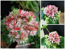 Używany, Pelargonia Geranie Mallorca / Swiss Star Stojąca Pelargonium Młoda roślina na sprzedaż  Wysyłka do Poland
