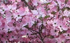 Dogwood tree beautiful for sale  Mcminnville