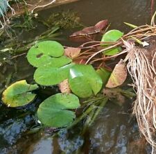 Fragrant water lily for sale  Gainesville