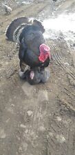 Bronze turkey hatching for sale  PONTYPRIDD