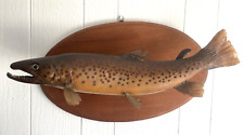 Vintage brown trout for sale  Milan