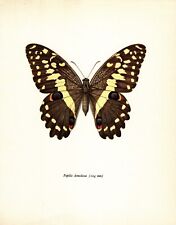 Vintage butterfly art for sale  Harborton
