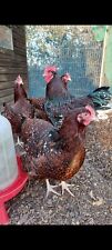 6 Speckled Sussex Hatching Eggs, used for sale  ATTLEBOROUGH