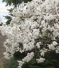 Star magnolia shrub for sale  Mcminnville