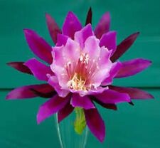 Epiphyllum bumkin rooted for sale  MIDDLESBROUGH