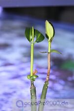 Rote mangrove rhizopora gebraucht kaufen  Bückeburg